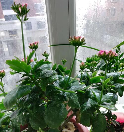 长寿花的种植与养护（一年四季都适合）