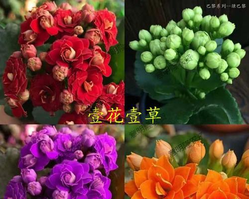 四季常青的长寿花（一株长寿花的全年开花之路）