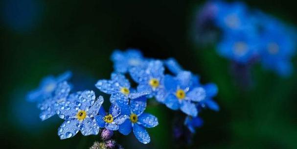 勿忘我花语与传说——永恒的记忆（一朵小花的浪漫传说）