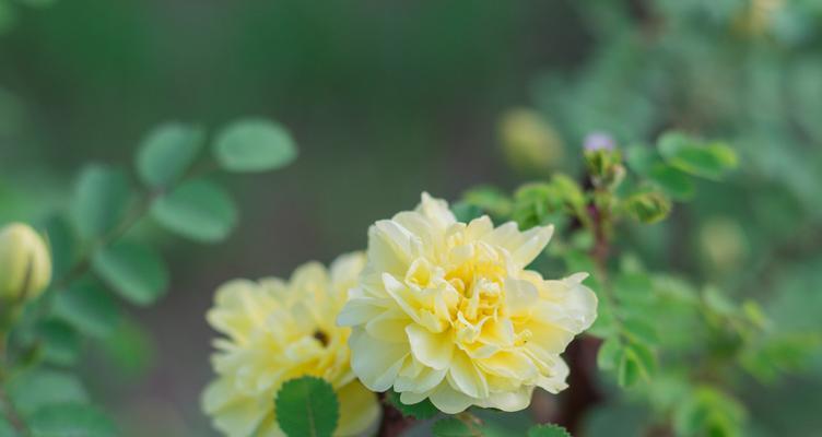 橡树的花语与文化含义（探索橡树花朵象征的力量与美丽）