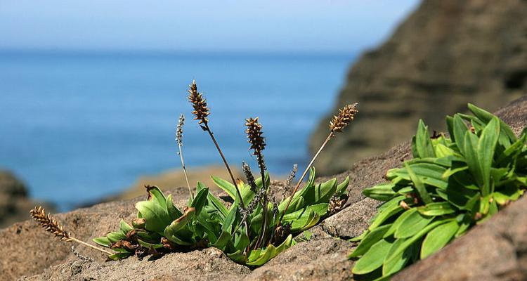 和平的花园——以象征和平的植物为主题的文章（探索和平象征植物的美丽与力量）