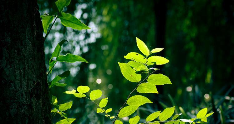 生机勃勃的植物世界（自然界中充满活力的绿色生命）