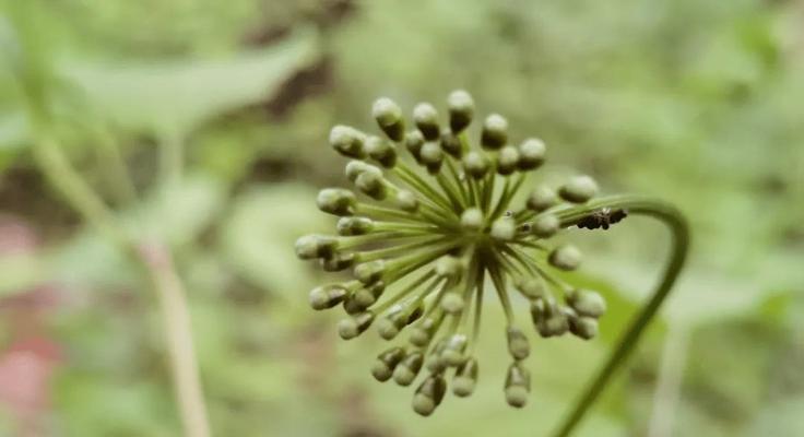 团结的植物世界（以象征团结的植物为主题的文化意义与实践）