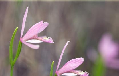 自信之花（内外显现的自信力量）