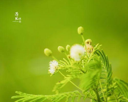 自由自在的植物世界（探索大自然中的绿色自由）