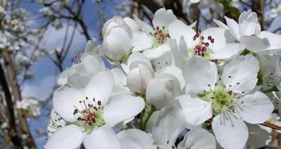 杏花花语及代表意义（一份春天的礼物）