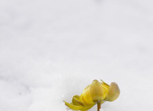 雪莲花（独立自强）