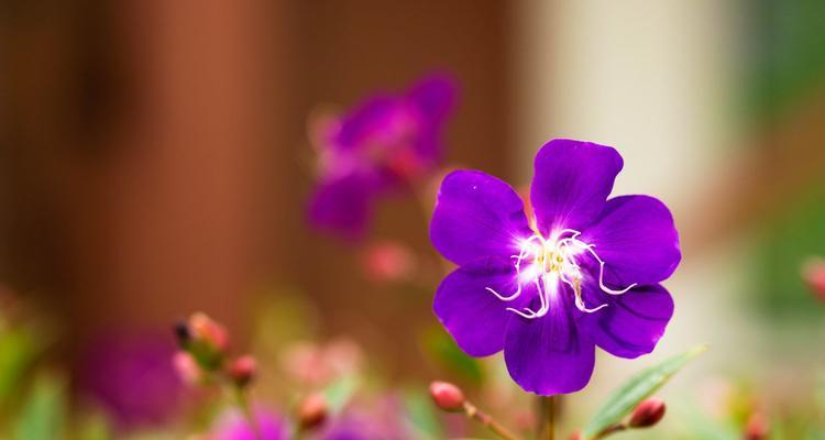 野牡丹（传说中的花语与神秘力量）