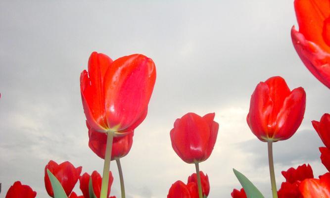 野生郁金香的花语——爱与自由的象征（探寻野生郁金香的美丽与意义）