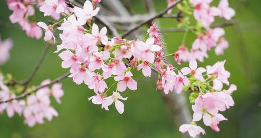 樱花的象征意义与文化传承（探寻樱花的美丽与哲学）