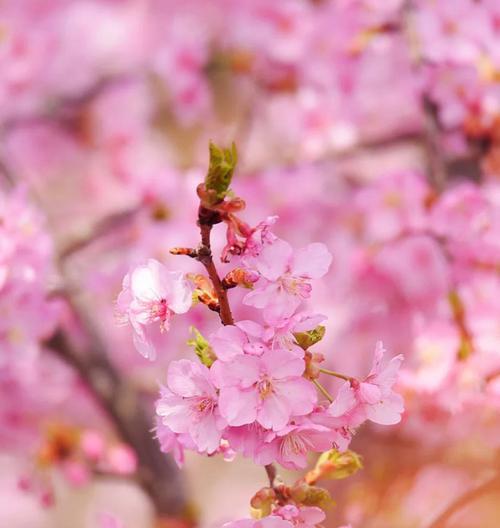 樱花的寓意与花语（探索樱花的象征与美学）