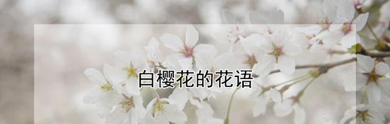 樱花的寓意与花语（探索樱花的象征与美学）