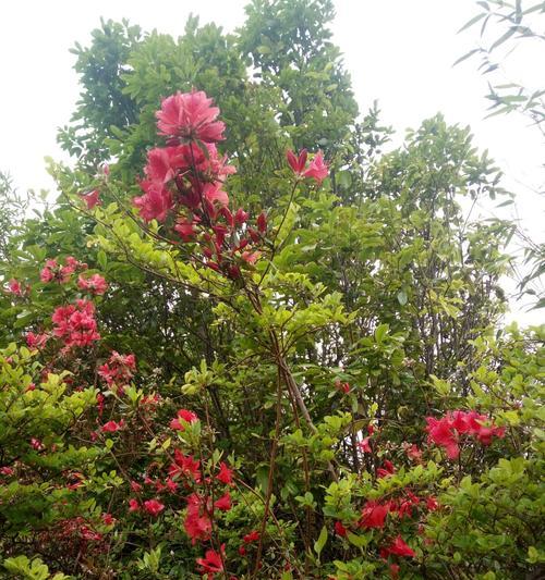 映山红的花语与寓意（映山红花开如火）