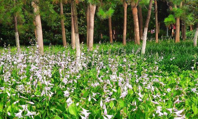 玉簪花语与传说故事（寄情表意的芬芳佩饰——玉簪）