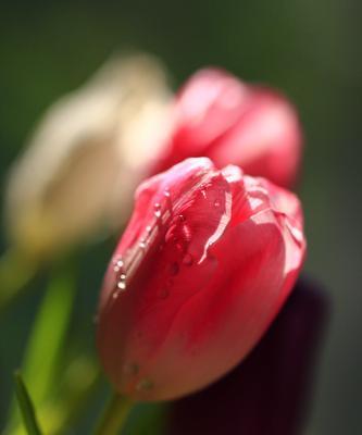 郁金香（花开爱恒久）