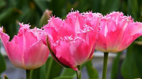 郁金香花的象征意义与传承（探索郁金香花的美与寓意）