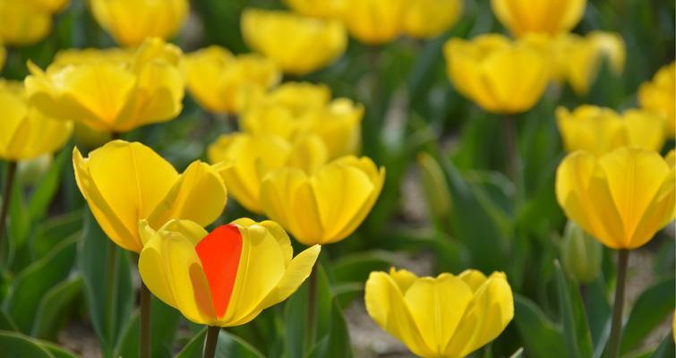 郁金香花语告诉您如何选择适合送给不同人的郁金香（以郁金香传达心意）