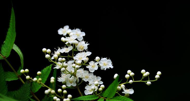 珍珠梅的花语与意义（探索珍珠梅花语之美）