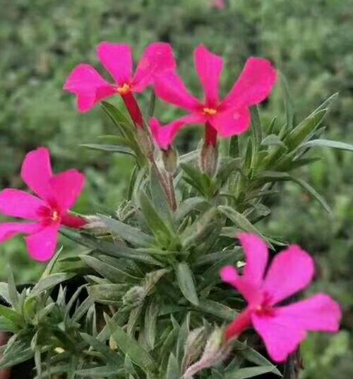 芝樱之美（揭开芝樱的神秘面纱）