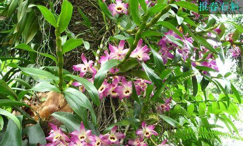 以肿节石斛的花语与含义（解读肿节石斛花语）