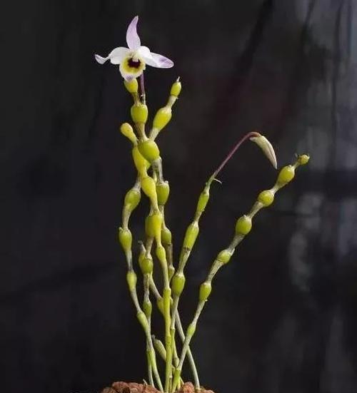 以肿节石斛的花语与含义（解读肿节石斛花语）