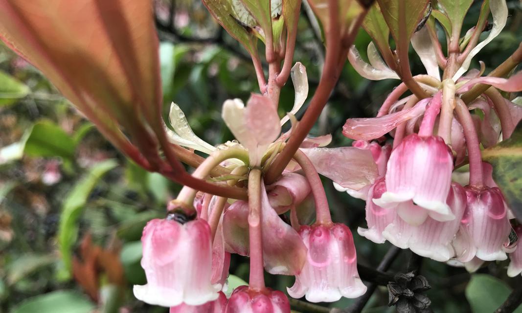 珠海市花——含笑花，象征着城市的繁荣和美丽（珠海市花的种植与保护）