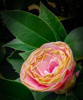 珠海市花——含笑花，象征着城市的繁荣和美丽（珠海市花的种植与保护）