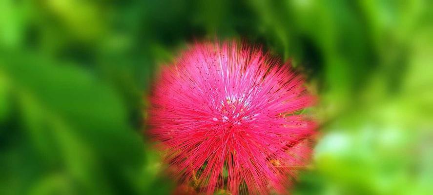 朱缨花（揭开朱缨花的花语和代表意义）