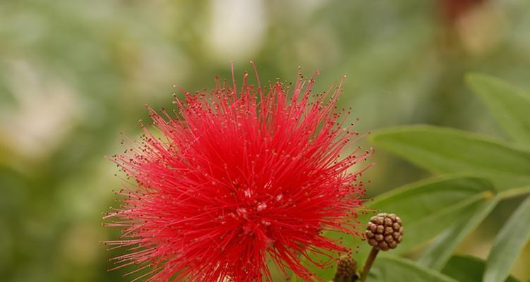 朱缨花（揭开朱缨花的花语和代表意义）