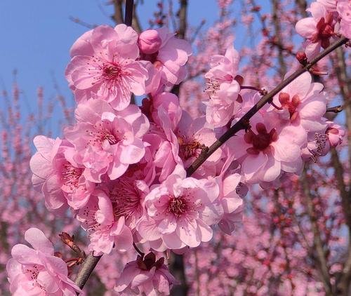 竹子之美——花语与代表意义（探索竹子的花语和象征意义）