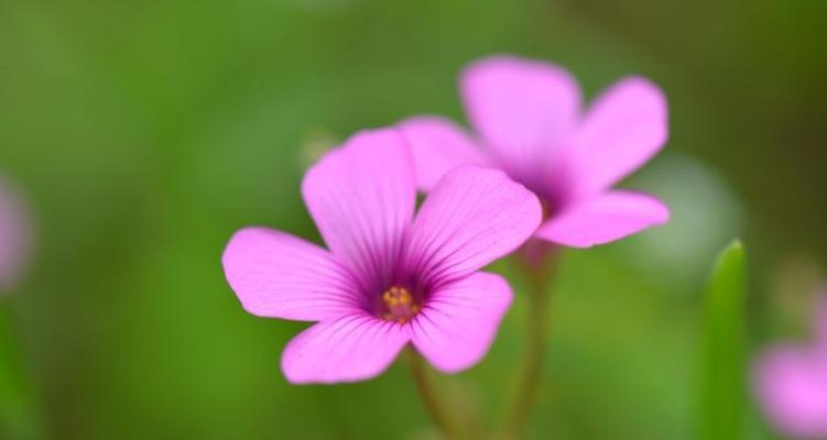 紫边碧玉椒草——养生神奇之物（发现紫边碧玉椒草的种种益处）