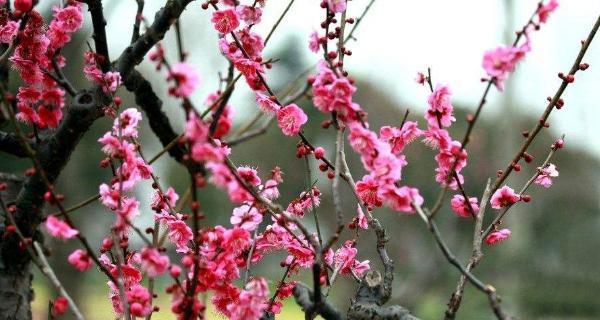 探索梅花的意义与美（传承千年的文化符号）