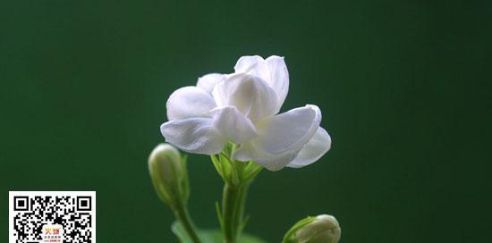 茉莉的花语与寓意（茉莉花的种类及其象征意义）