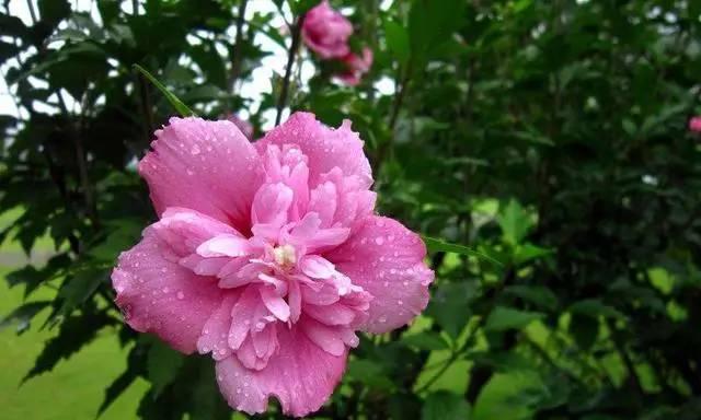 木槿花花语及其寓意剖析（探寻木槿花的花语）