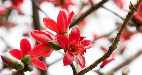 木棉花的花语和寓意（探究木棉花的意义和象征）