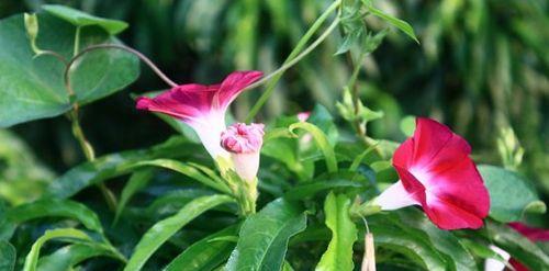 牵牛花的花语（牵牛花的美丽与深远寓意）