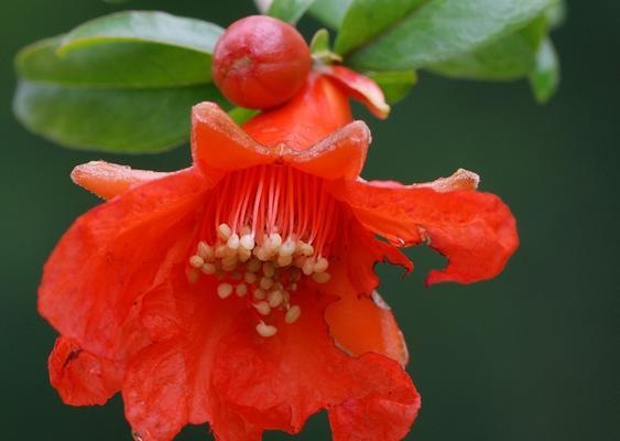 石榴花的花语（石榴花）