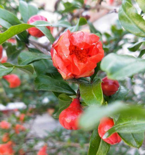 石榴花的花语（石榴花）