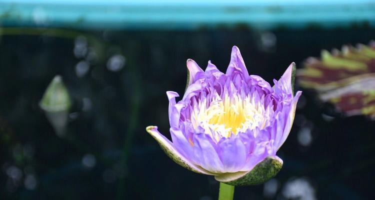 睡莲花语的意义及传承之美（追寻睡莲花语的奥秘）