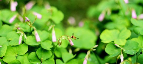 四叶草花语与寓意（幸运与希望的象征——四叶草的花语和寓意）