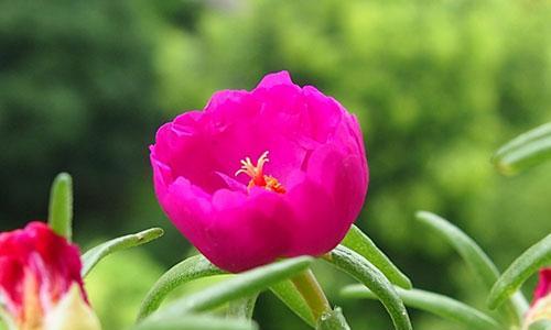 以太阳花的花语——光明与希望的象征（以太阳花的花语传递着勇敢面对困境与积极向前的力量）