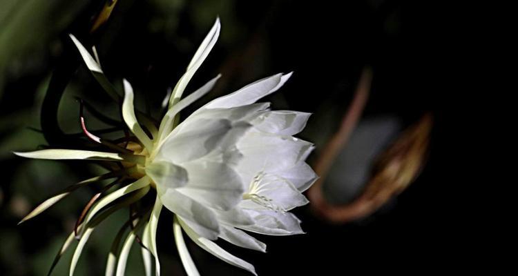 昙花花语的象征与寓意（揭开昙花背后的花语密码）