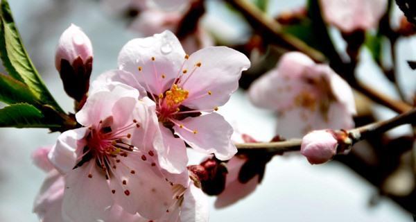 桃花花语及象征意义（桃花的美丽与祝福）