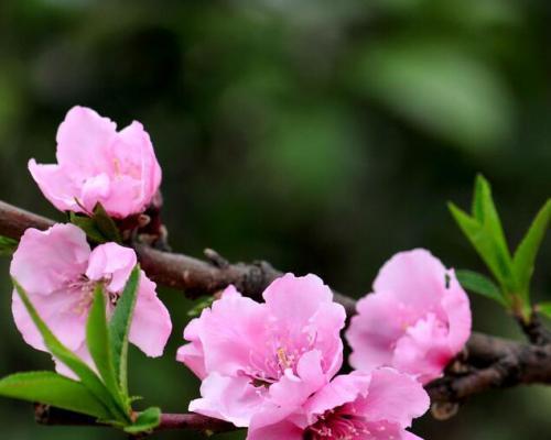 桃花的花语与其象征意义（探究桃花的美丽与寓意）