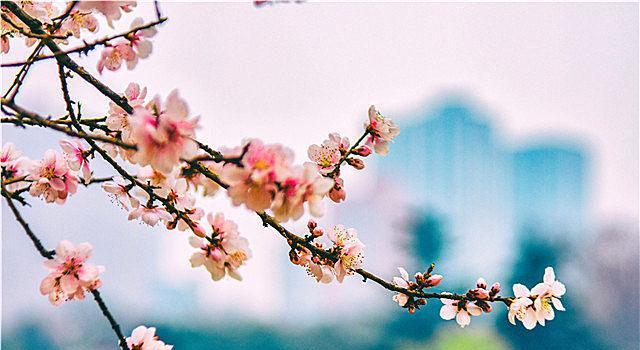 桃花的花语与含义（桃花的美丽诠释着爱情）