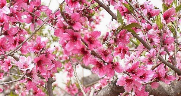 桃花的花语与含义（桃花的美丽诠释着爱情）