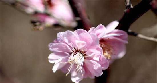 桃花花语之美——春天的希望（桃花花语及其寓意解析）