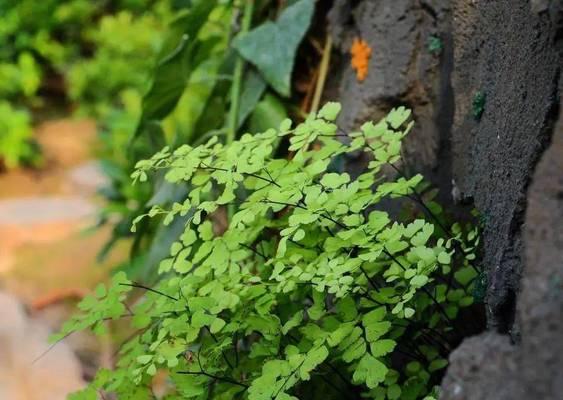 铁线蕨花语的深刻含义（探索铁线蕨花语的内涵与传承）