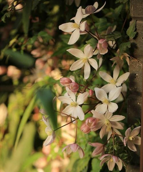 铁线莲花的花语及其象征意义（揭示铁线莲花的神秘之美）