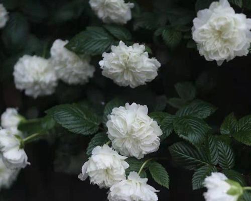 荼蘼花语与象征的美好寓意（探寻荼蘼花语）